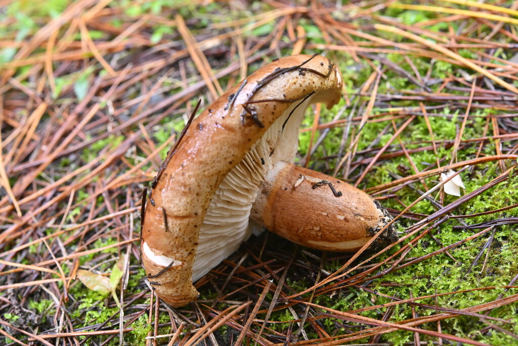 Tricholoma batschii · June 2025 · photo: © invertebratist (iNaturalist, cc-by-nc)