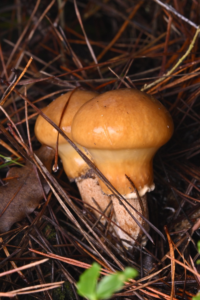 Suillus salmonicolor · June 2025 · photo: © invertebratist (iNaturalist, cc-by-nc)