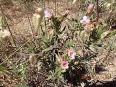 Lobostemon fruticosus