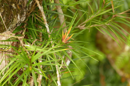 Giant climbing pandan (Freycinetia excelsa)