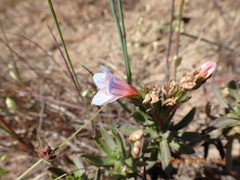 Lobostemon fruticosus