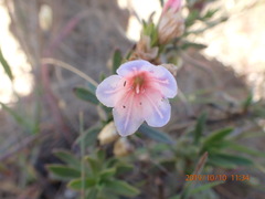 Lobostemon fruticosus