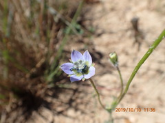 Wahlenbergia capensis