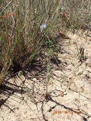 Wahlenbergia capensis