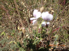 Pelargonium myrrhifolium myrrhifolium