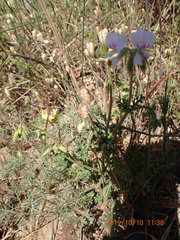 Pelargonium myrrhifolium myrrhifolium