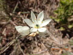 Ornithogalum thyrsoides
