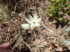 Ornithogalum thyrsoides