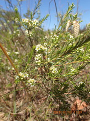 Diosma hirsuta