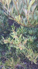 Acacia longifolia sophorae