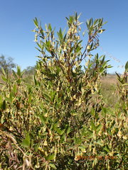 Diospyros glabra