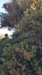Acacia longifolia sophorae