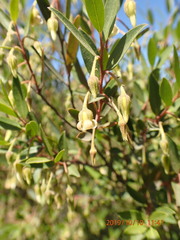 Diospyros glabra