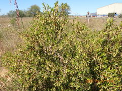 Diospyros glabra