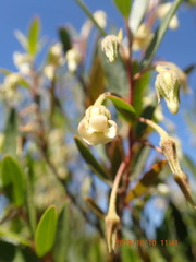 Diospyros glabra
