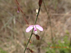 Polygala garcinii