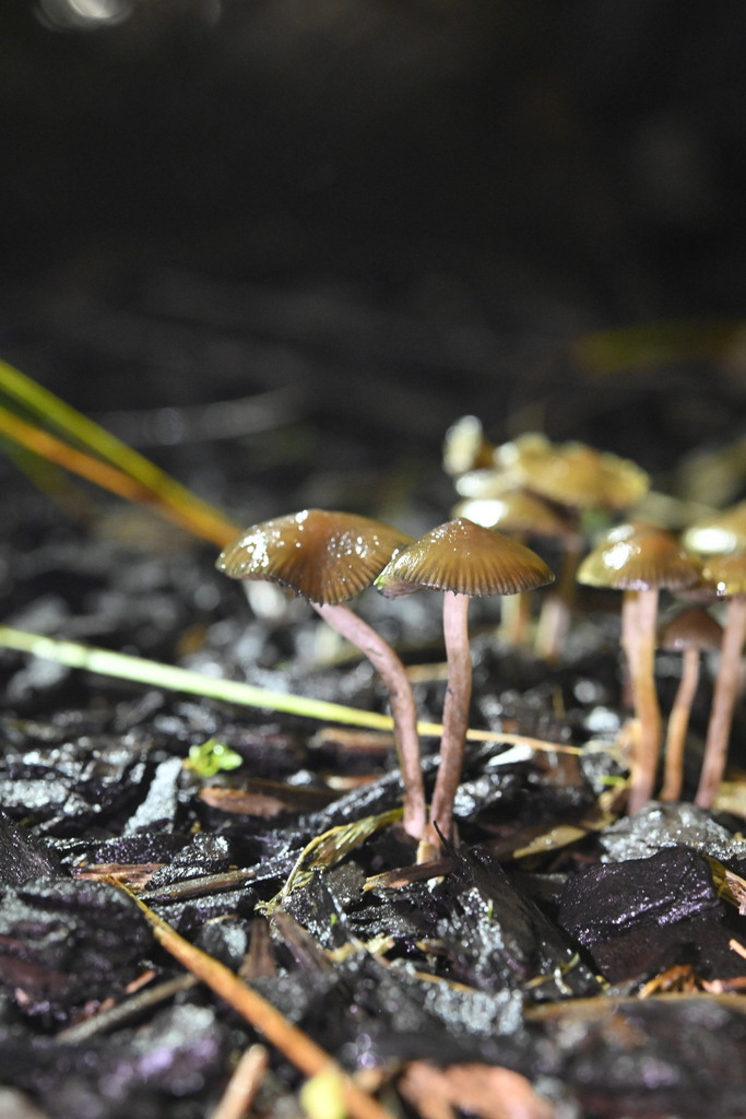 Psilocybe angulospora · June 2025 · photo: © invertebratist (iNaturalist, cc-by-nc)