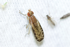 Trypetoptera canadensis