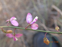 Polygala garcinii