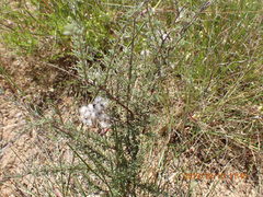 Eriocephalus africanus