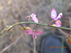 Polygala garcinii