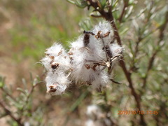 Eriocephalus africanus