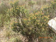 Leucadendron lanigerum lanigerum