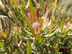 Leucadendron lanigerum lanigerum