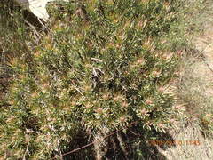 Leucadendron lanigerum lanigerum