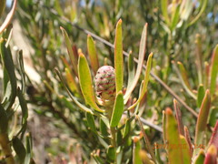 Leucadendron lanigerum lanigerum