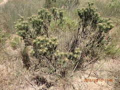 Leucadendron lanigerum lanigerum