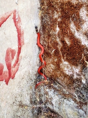Michoacán Ground Snake