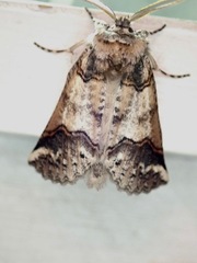 Declana junctilinea