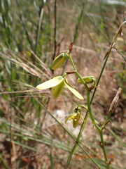 Albuca