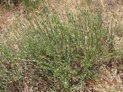 Montinia caryophyllacea