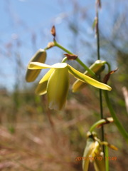Albuca