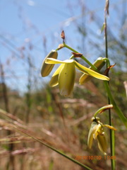 Albuca