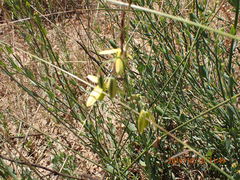 Albuca