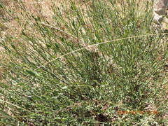 Montinia caryophyllacea