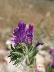 Echium plantagineum