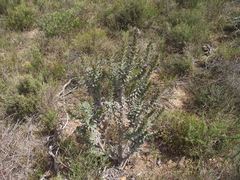 Lobostemon trigonus