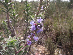 Lobostemon trigonus