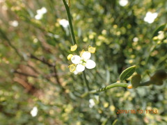 Montinia caryophyllacea
