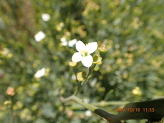 Montinia caryophyllacea