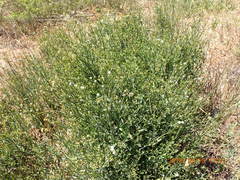 Montinia caryophyllacea