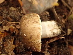 Russula sororia
