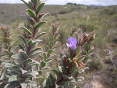 Lobostemon trigonus
