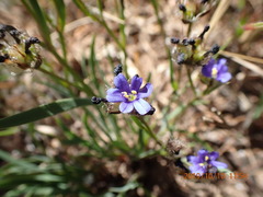 Aristea africana