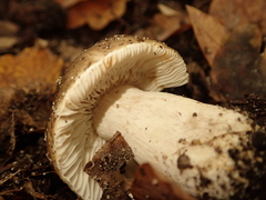 Russula sororia