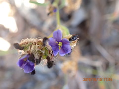 Aristea africana